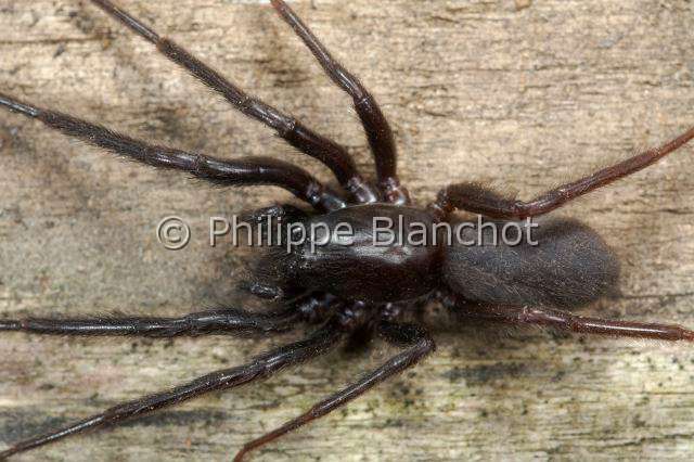 Segestriidae_4411-2.JPG - France, Araneae, Segestriidae, Araignée, Ségestrie florentine (Segestria florentina), Tube web spider or Cellar spider